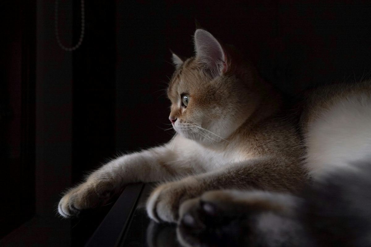 Como os gatos podem fazer bem a sua saúde